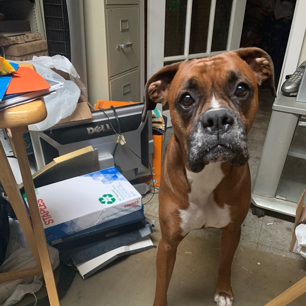 Meet your Posher, Diana